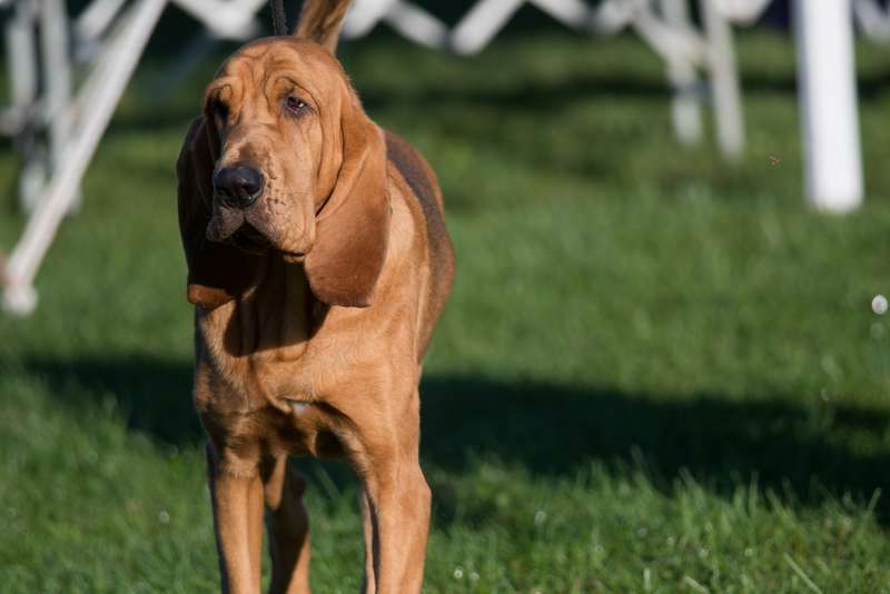 Bloodhound
