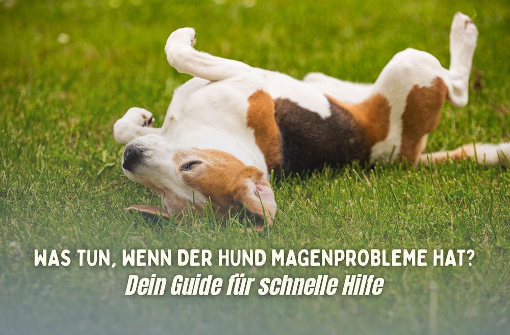 Blog-Sensibler Magen beim Hund – was hilft wirklich? Gasteel Vet von Heel Vet als Unterstützung 🐶-Bild