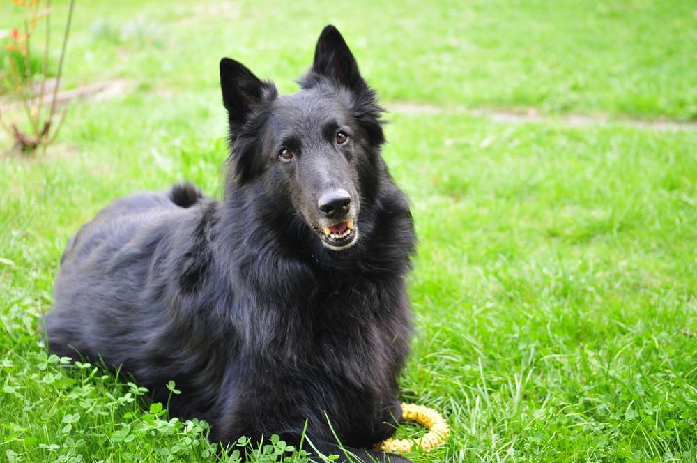 Hunderassen-Groenendael-Bild