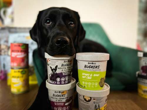 Sali legt Kopf auf das bugbell Futter