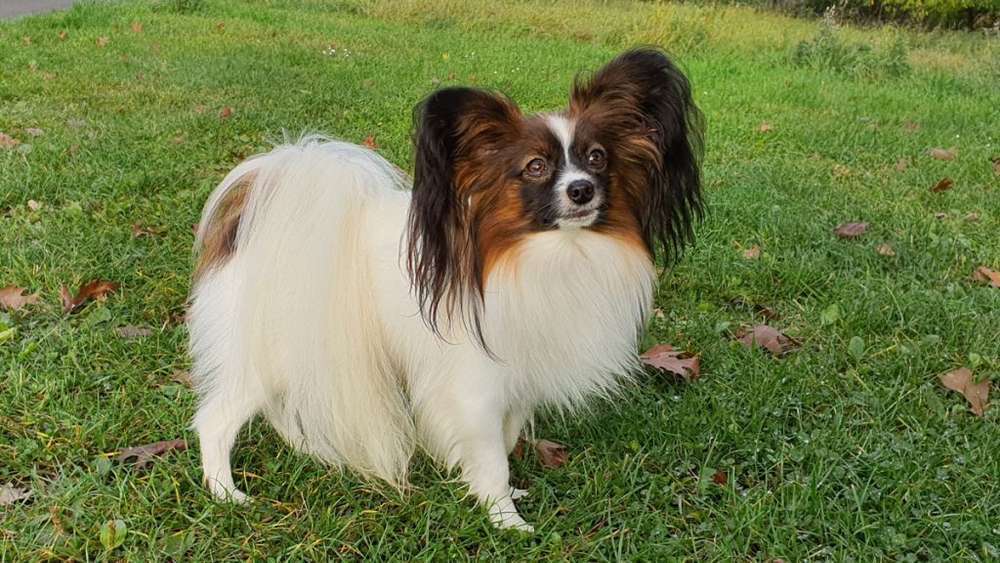 Hunderassen-Kontinentaler Zwergspaniel-Bild