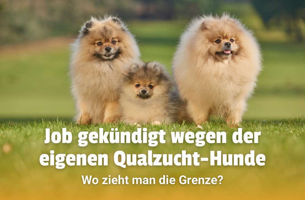 Blog-Wenn Süß krank macht – über Lebensqualität und Verantwortung bei Qualzucht-Hunden-Bild