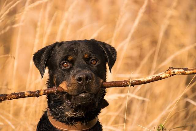 Rottweiler