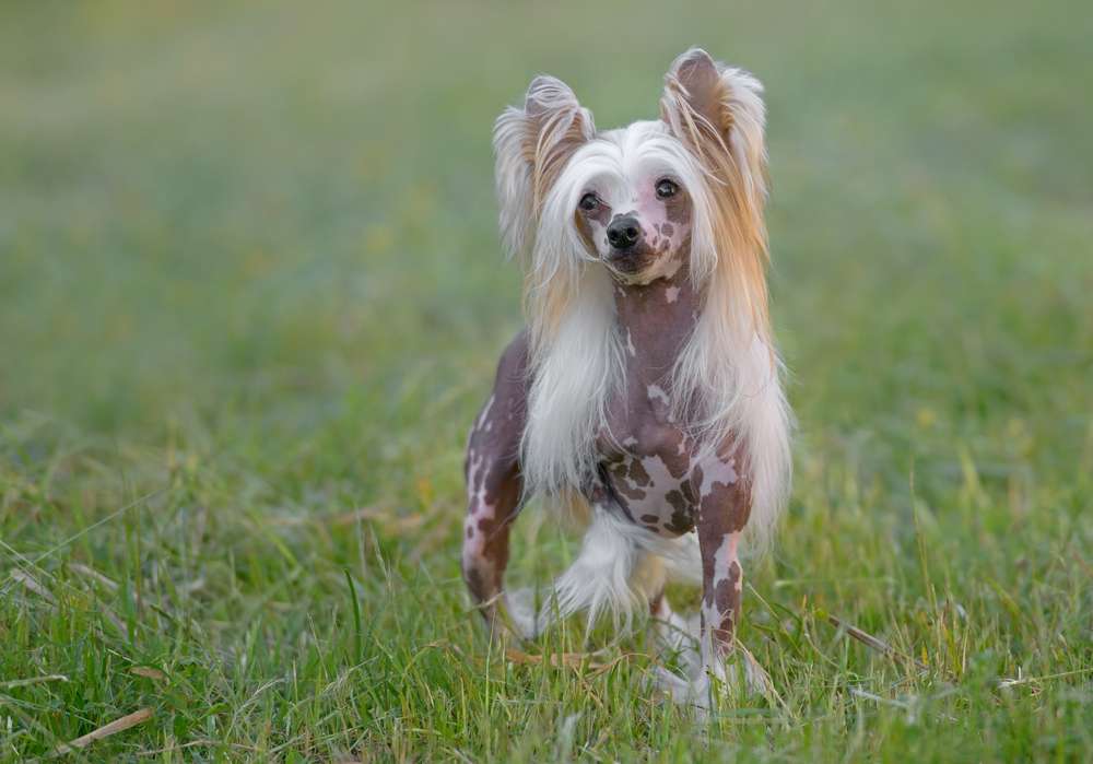 Hunderassen-Chinesischer Schopfhund-Bild