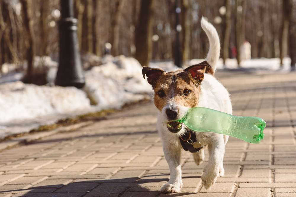 Nachhaltiger leben mit Hund - wie du zum Schutz des Planeten beitragen kannst