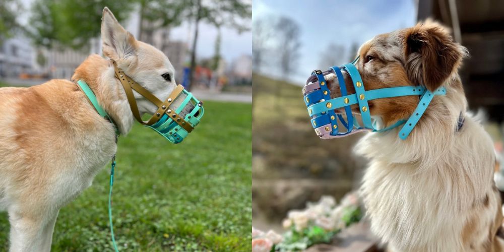 Kaya links und Luki rechts mit den Maulk&ouml;rben von Bumas