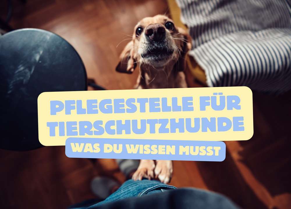 Blog-Pflegestelle werden für Tierschutzhunde: Was du wissen musst, bevor du hilfst-Bild