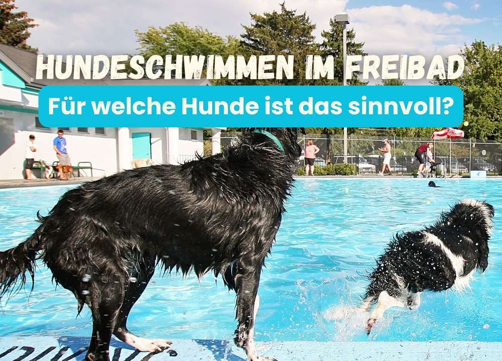 Offene Hundeschwimmtage | Badespaß für Vierbeiner im Freibad am Ende der Badesaison