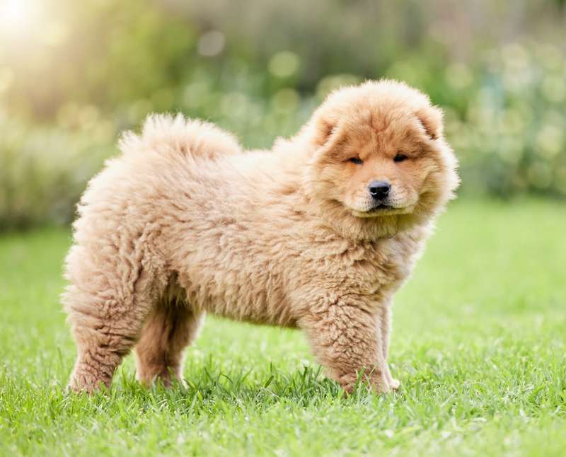 Chow Chow