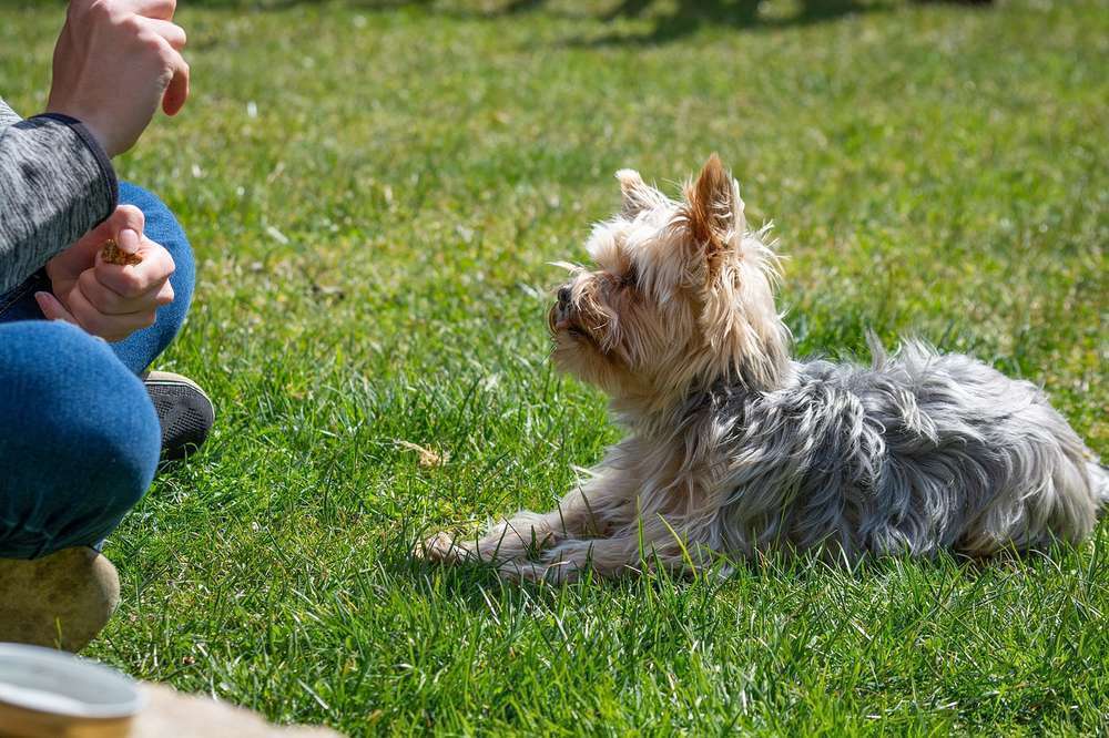 Blog-Die einfachsten Hundetricks für deinen Vierbeiner-Bild