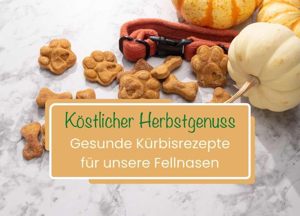 Blog-Köstlicher Herbstgenuss: Gesunde Kürbisrezepte für unsere Fellnasen-Bild