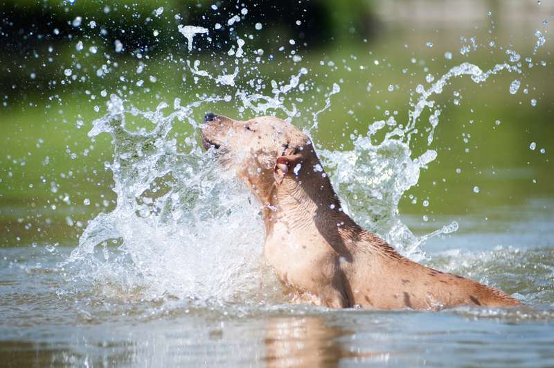 Hund planscht im Wasser