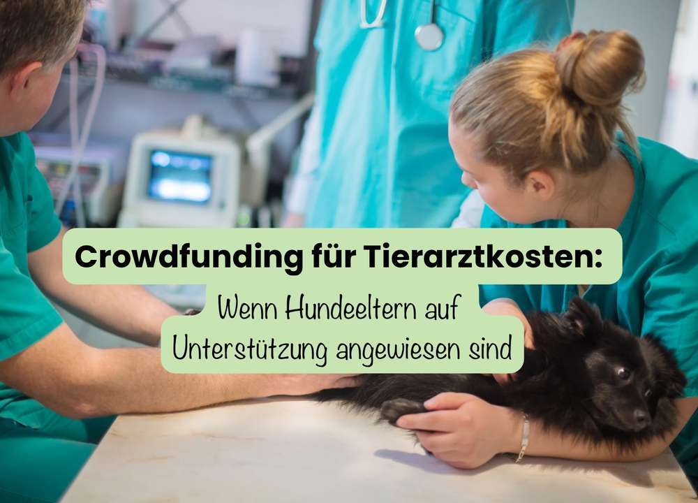 Blog-Crowdfunding für Tierarztkosten: Wenn Hundeeltern auf Unterstützung angewiesen sind-Bild