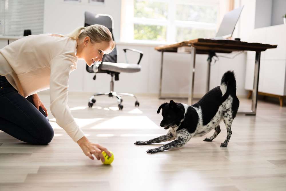So machst du deinen Hund fit für das Büro
