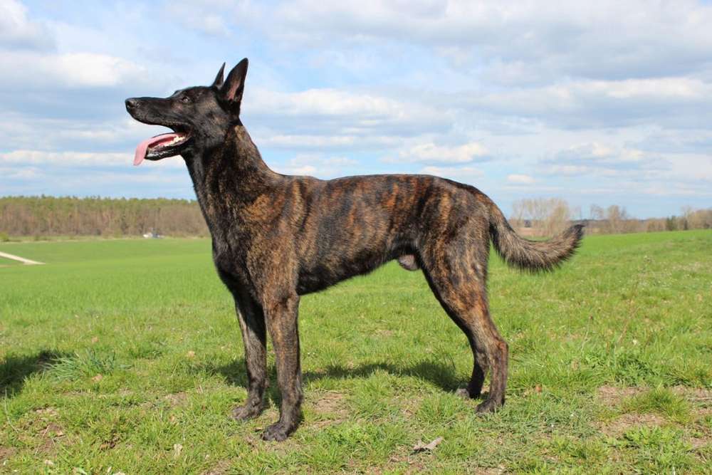 Hunderassen-Holländischer Schäferhund-Bild