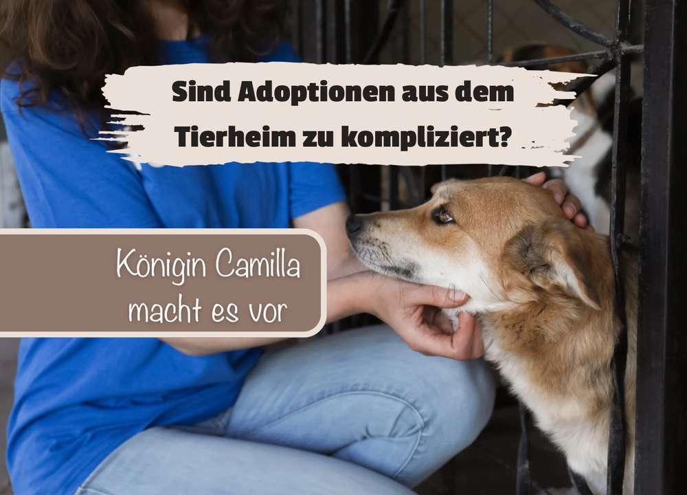 Machen es Tierheime zu schwer? Warum Königin Camillas Hundeadoption ein Vorbild ist