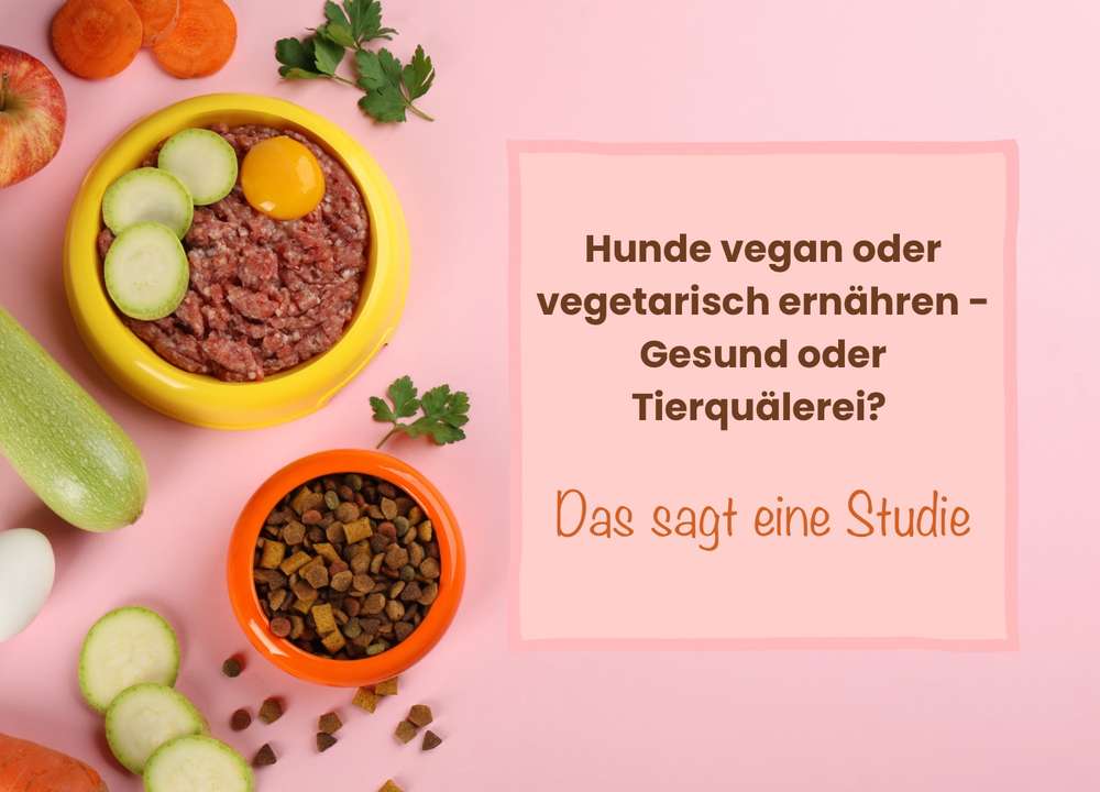 Hunde vegan oder vegetarisch ernähren - Gesund oder Tierquälerei? Das sagt eine aktuelle Studie