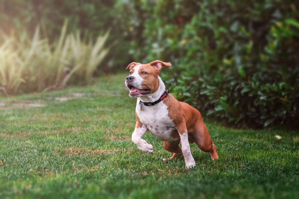 Hunderassen-American Staffordshire Terrier-Bild