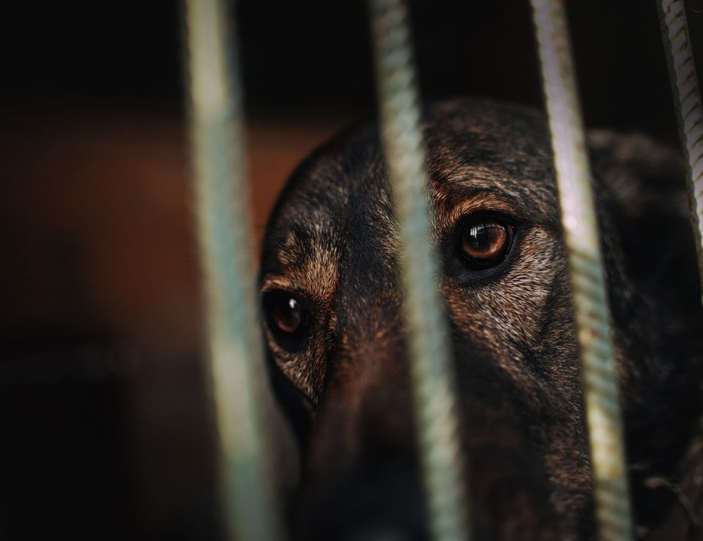trauriger hund hinter gitterstäben