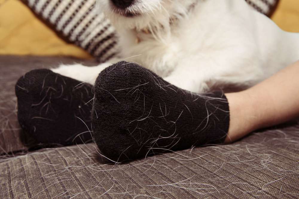 Blog-Hundehaare in der Waschmaschine – was hilft wirklich?-Bild