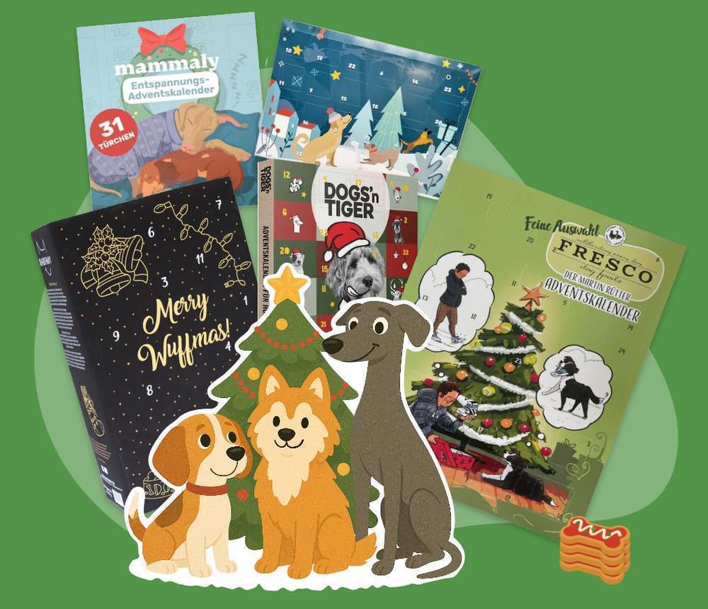 Blog-Die besten Adventskalender für Hunde-Bild