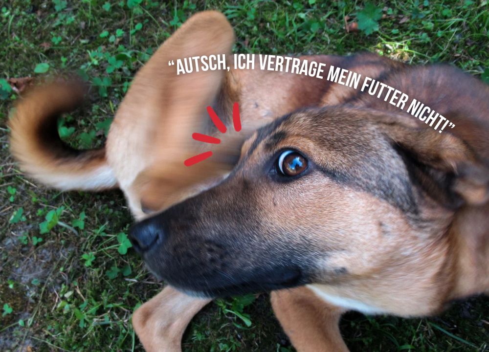 Hund kratzt sich 
