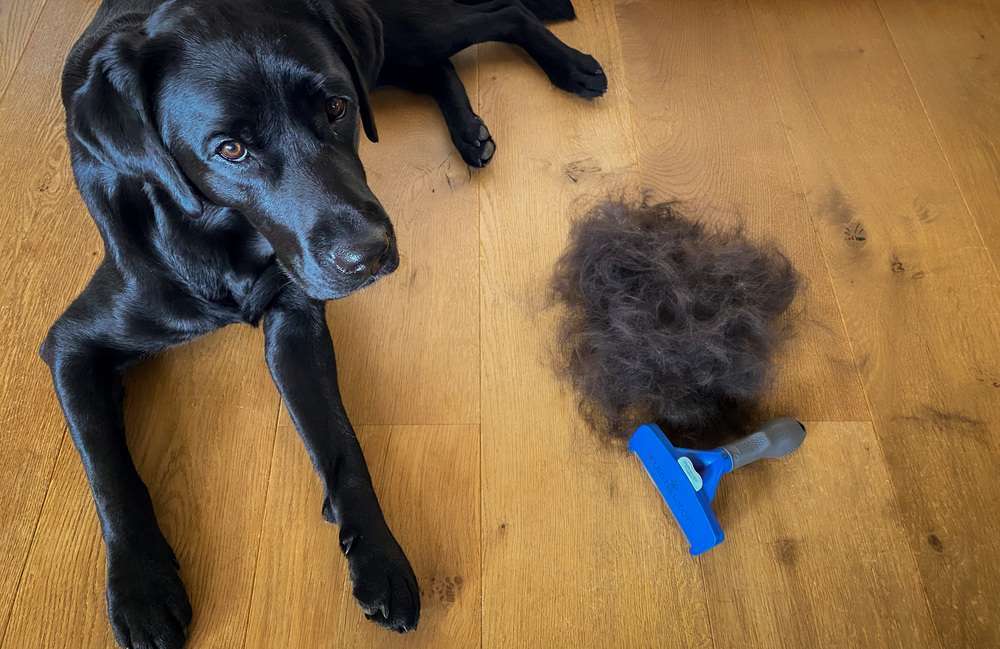 Blog-Wie gut ist das FURminator deShedding Tool - unser ausführlicher Test-Bild