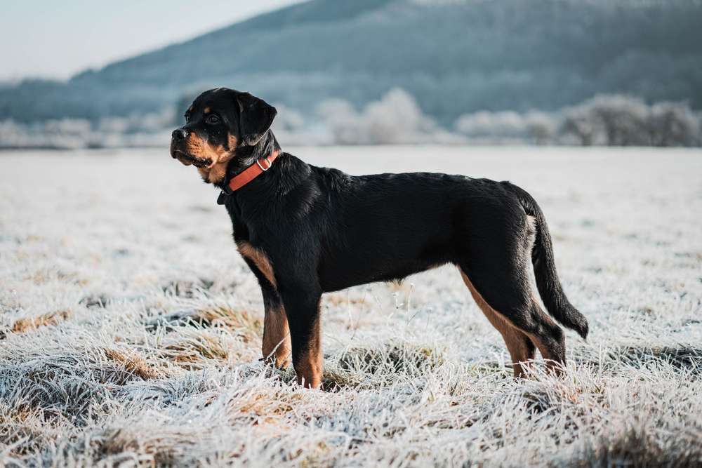 Hunderassen-Rottweiler-Bild