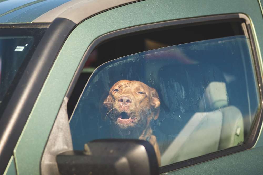 Blog-Hund alleine im Auto lassen – was ist erlaubt?-Bild