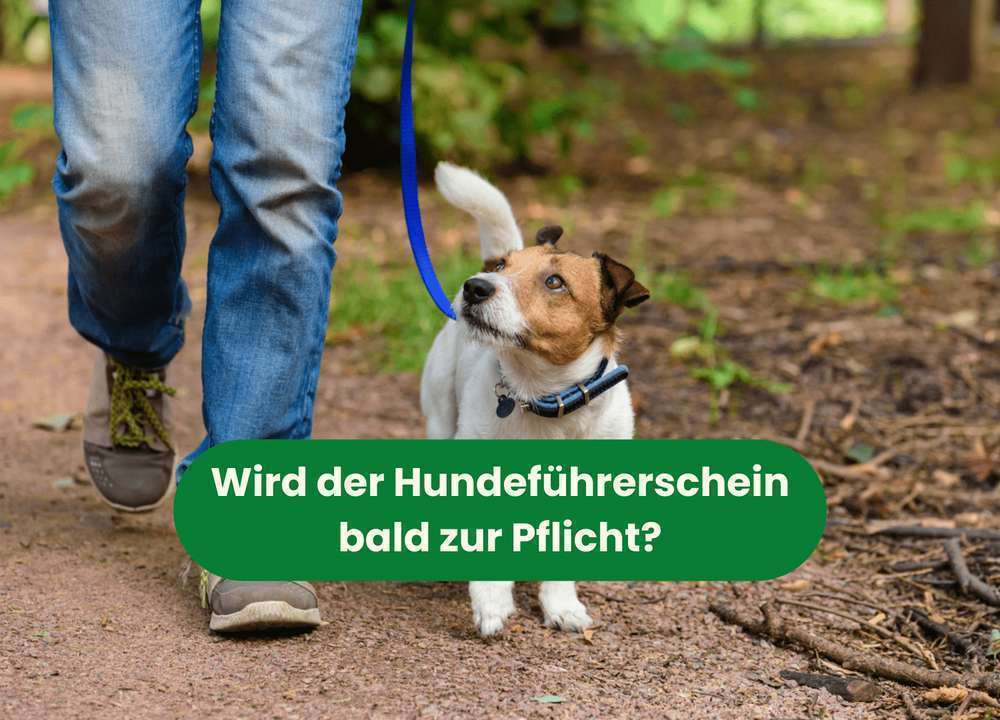 Blog-Der Hundeführerschein soll kommen - was das für dich bedeutet-Bild