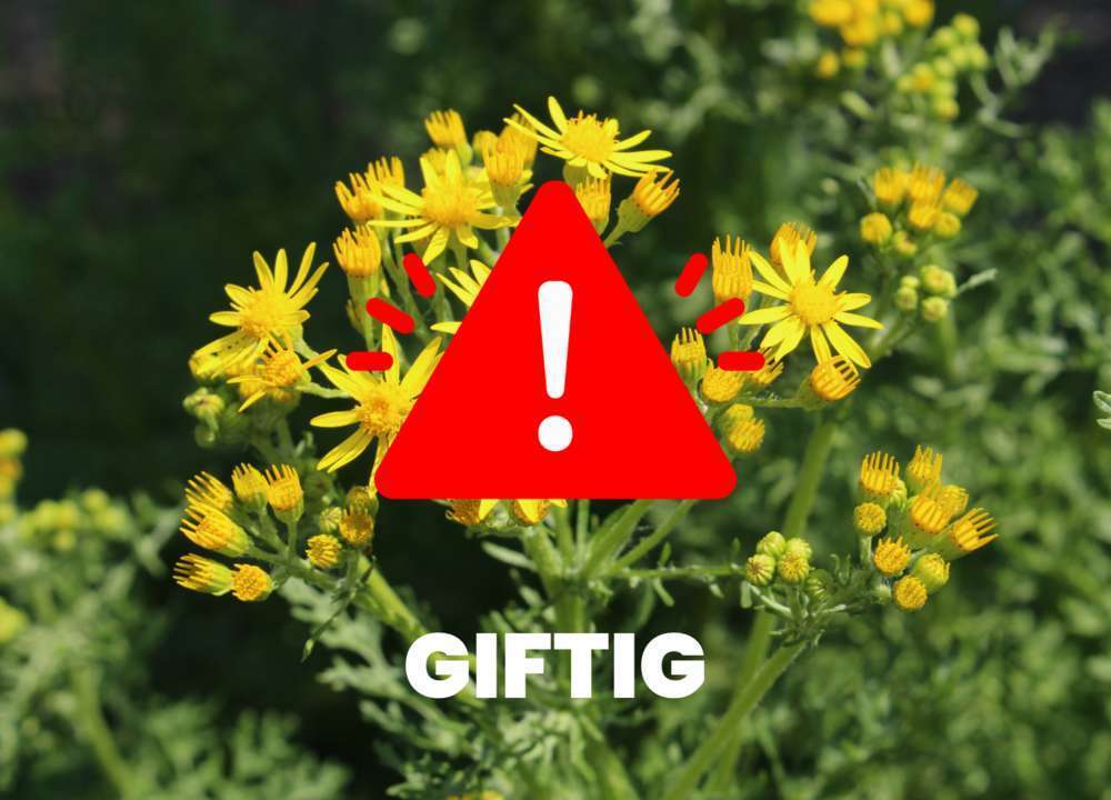 Blog-Wie gefährlich ist Jakobskreuzkraut für Hunde?-Bild