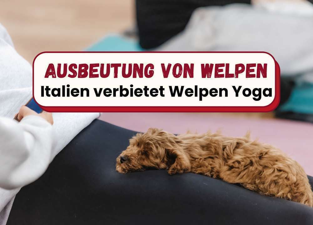 Ciao, Welpen-Yoga - Italien verbietet Yoga mit Hundewelpen