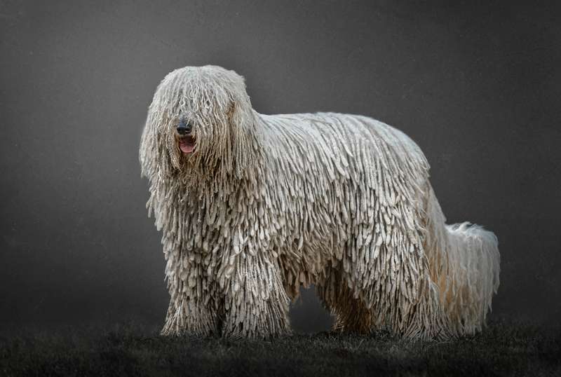 Komondor