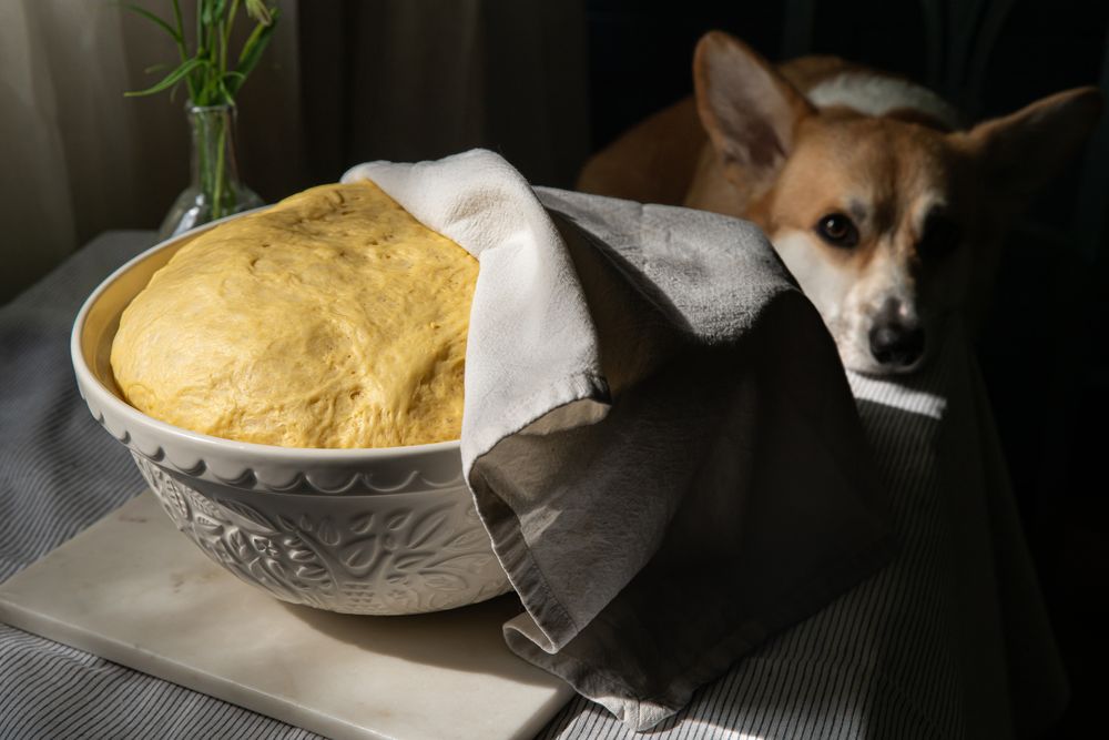 Hund hinter rohem Hefeteig, Gefahr durch G&auml;rung