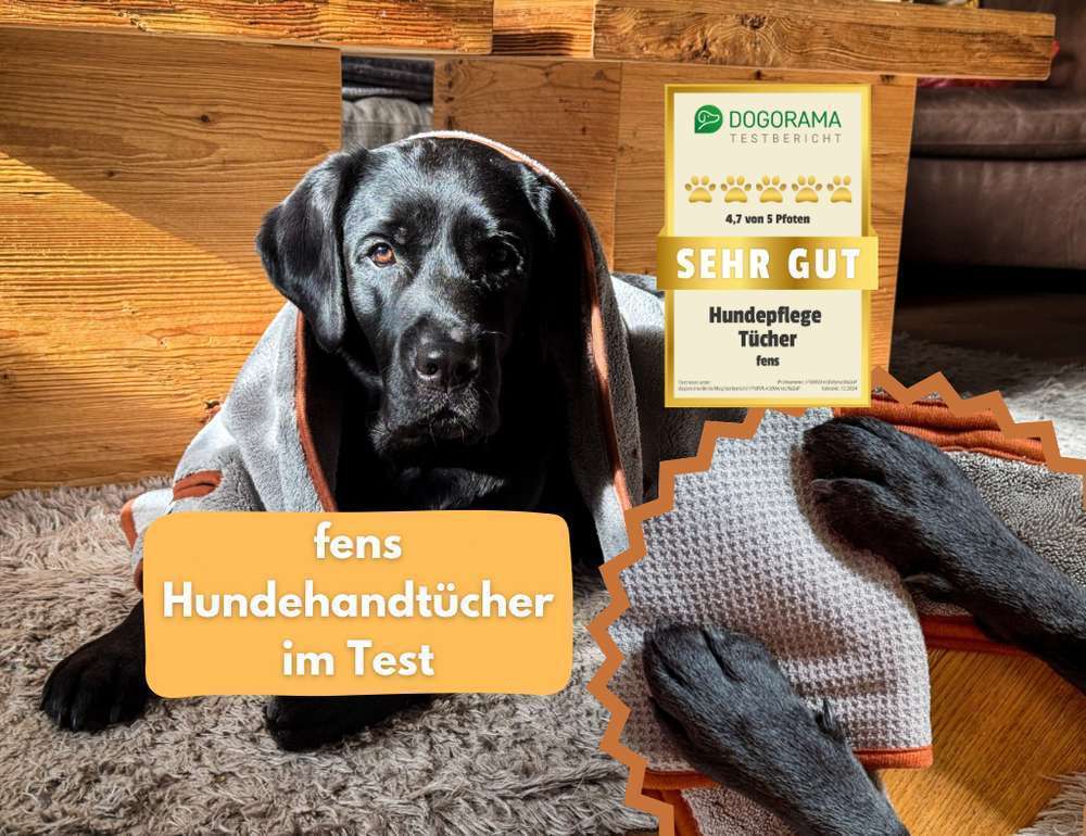 Blog-Top 5 Gründe, warum Fens Handtücher deine Hundepflege revolutionieren | Hundehandtücher von fens im Dogorama Test-Bild