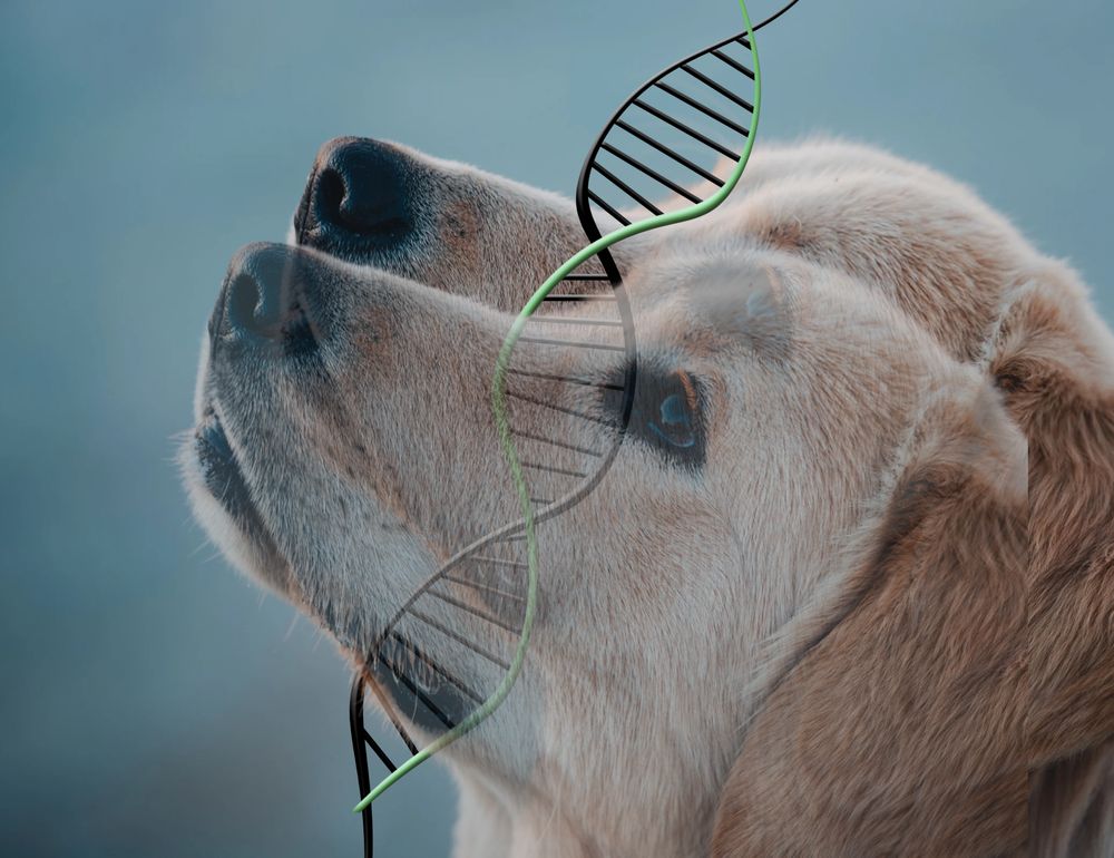 geklonter Hund Grafik mit DNA Strang