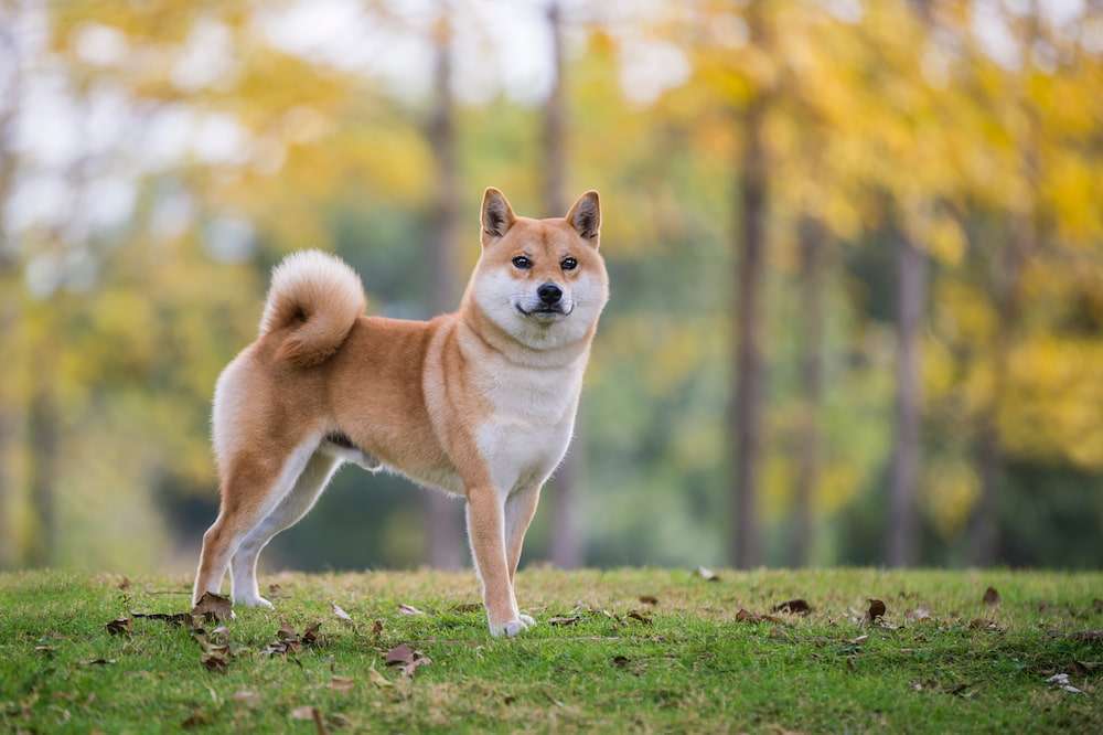 Hunderassen-Shiba Inu-Bild