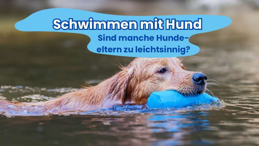 Blog-Schwimmen mit Hund - mögliche Gefahren und wie du für Sicherheit sorgst-Bild