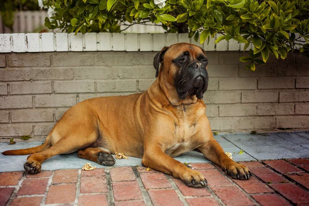 Hunderassen-Bullmastiff-Bild