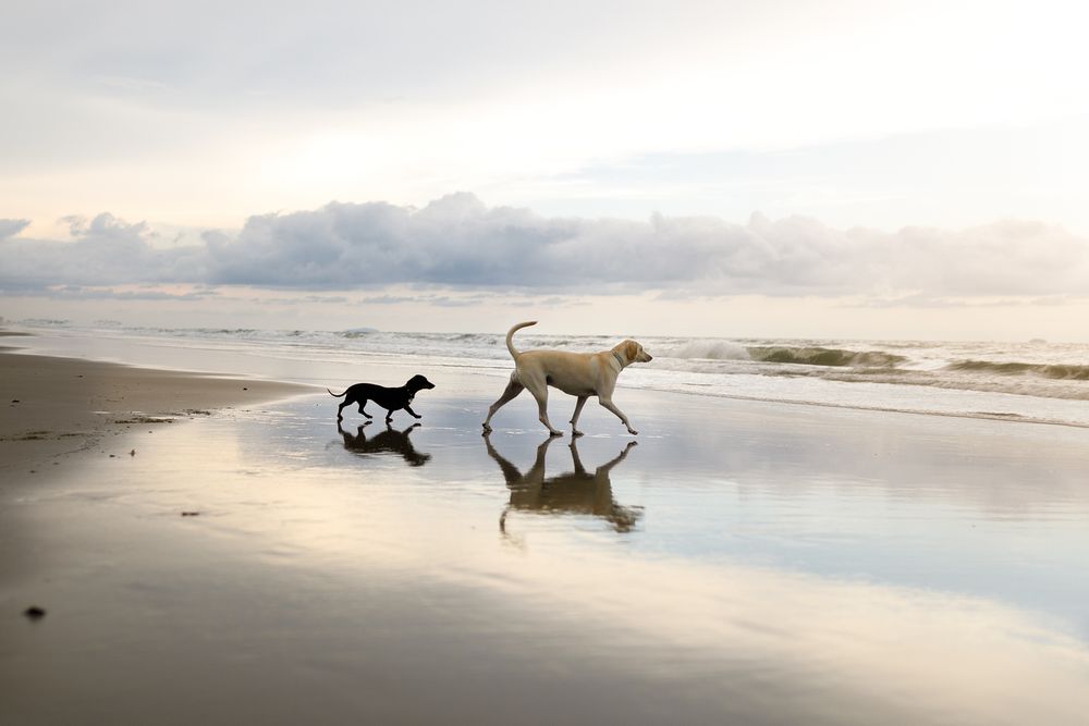 Hunde am Strand