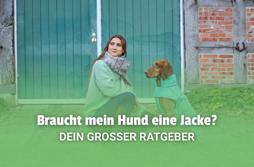Blog-Brauchen Hunde eine Hundejacke? | Hundejacke kaufen: Ratgeber & beste Modelle für Winter, Regen und Übergang 🧥🐶-Bild