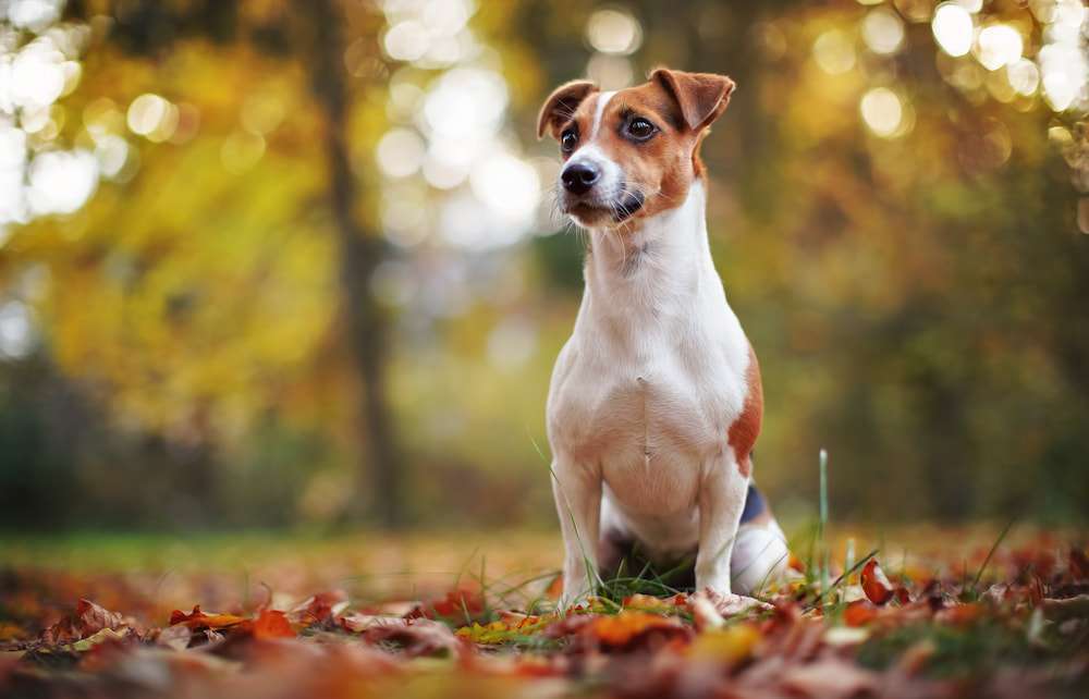Hunderassen-Jack Russell Terrier-Bild