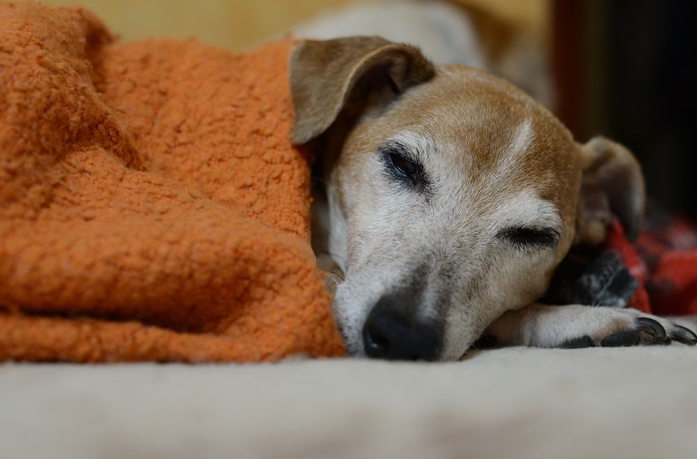 Hund liegt unter Decke auf dem Sofa