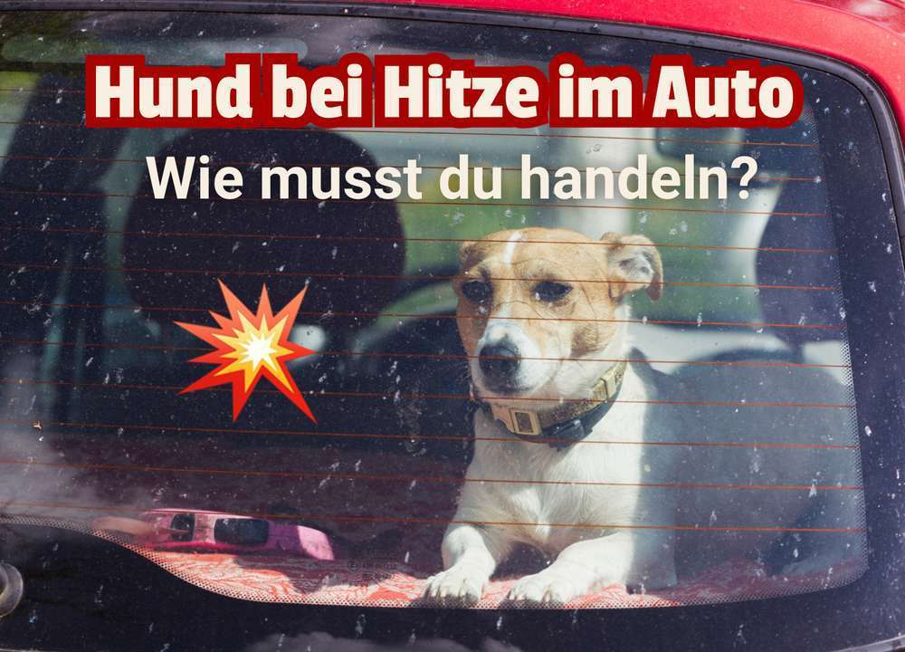Hund bei Hitze im Auto: Darf ich die Scheibe einschlagen?