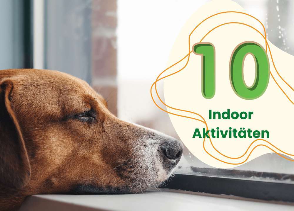 Blog-Spaß drinnen: 10 kreative Beschäftigungsideen für Hunde an Regentagen-Bild