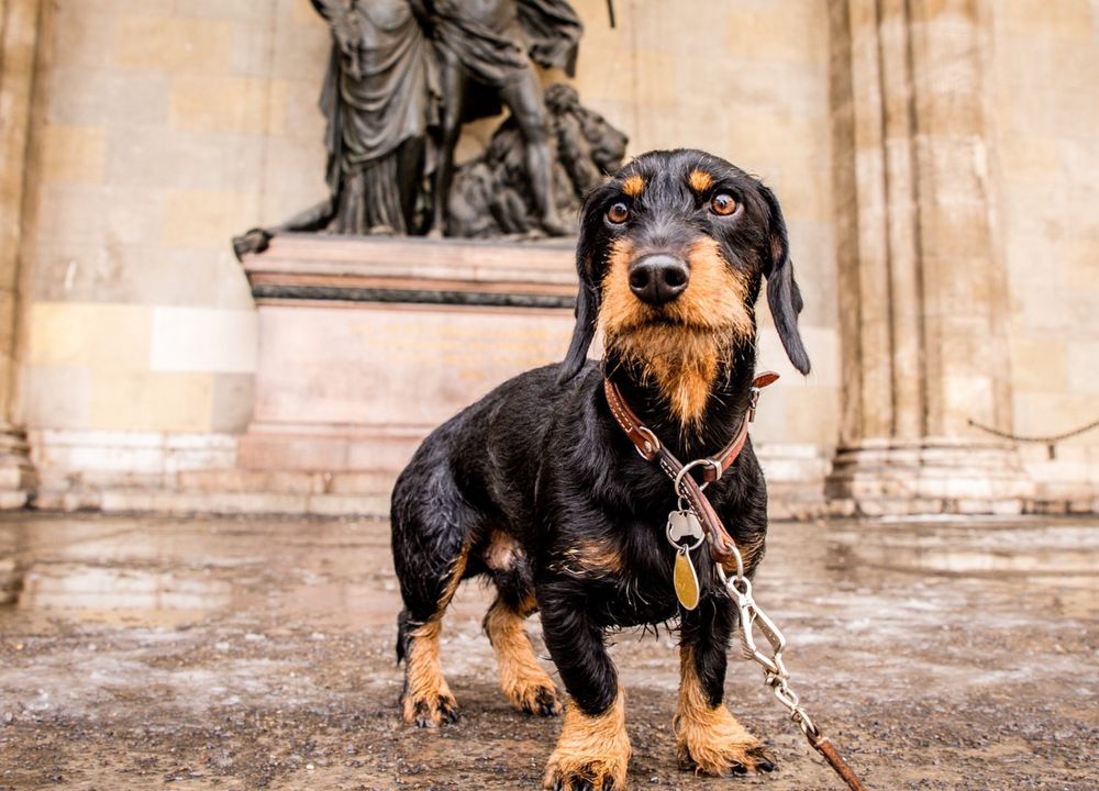 Dackel in M&uuml;nchen