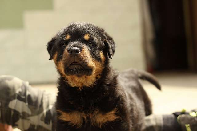 Rottweiler