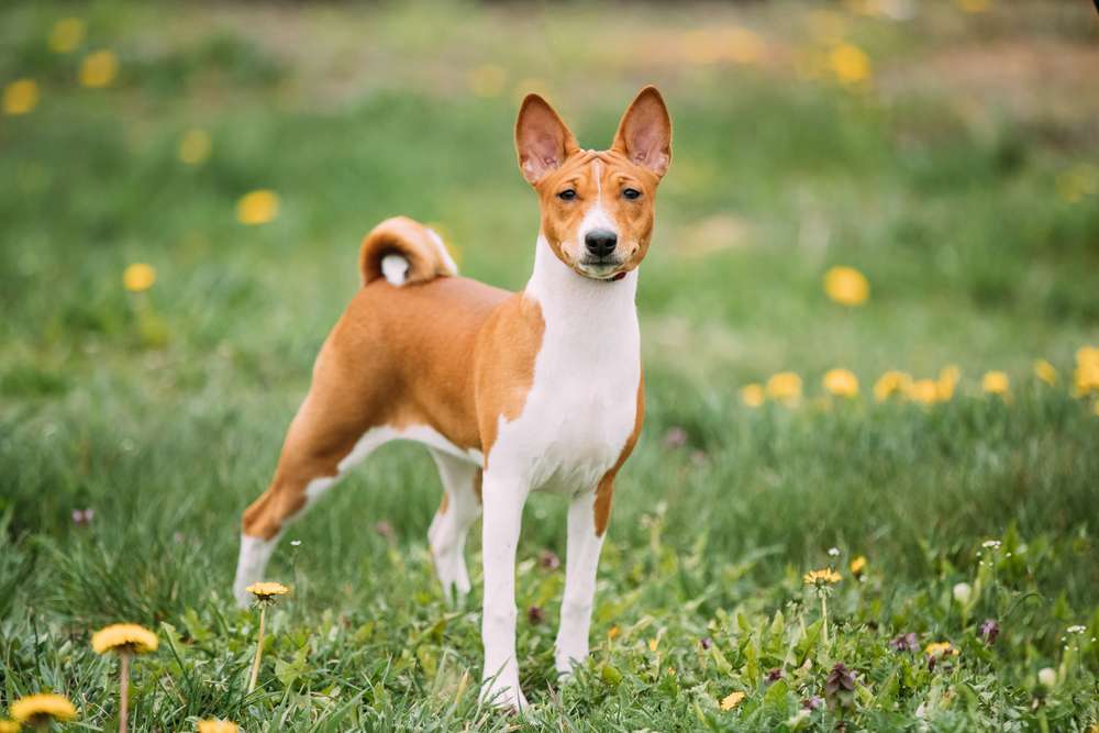 Hunderassen-Basenji-Bild