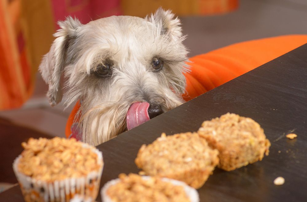 Hund schleckt sich Maul weil Muffins vor ihm liegen