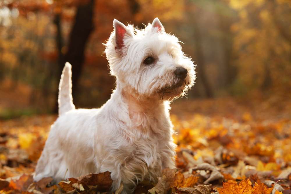 Hunderassen-West Highland White Terrier-Bild